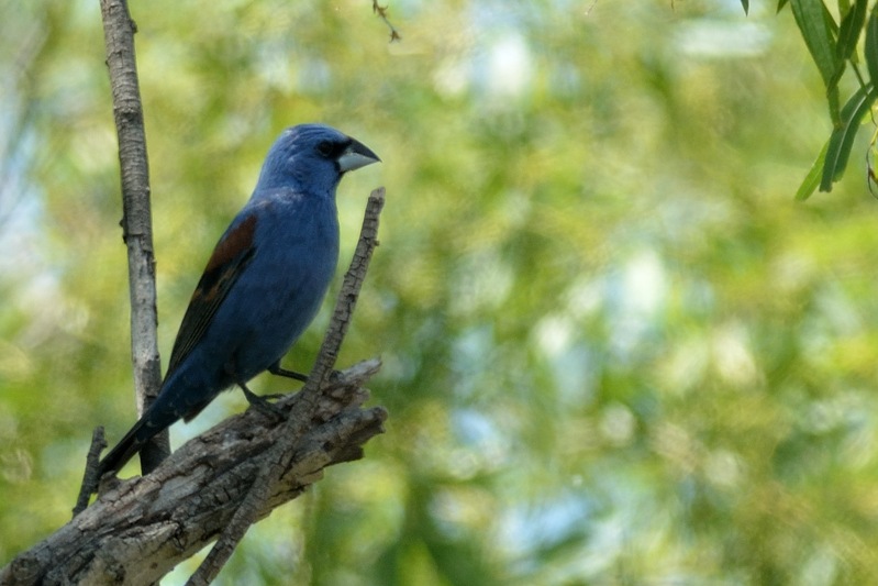 Blauwe Bisschop